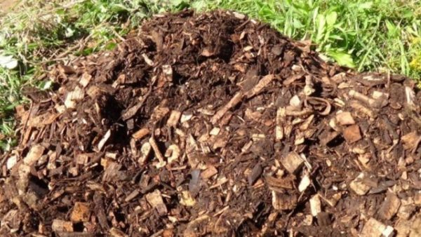  Compost de sciure de bois