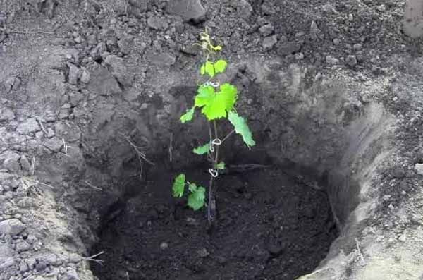  Octobre est un mois idéal pour la plantation des raisins.