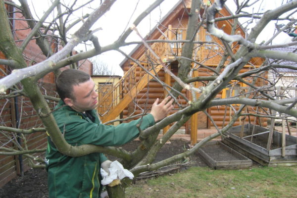  Les engrais phosphatés renforcent les arbres