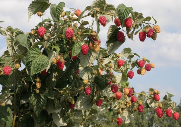  Himbeerpflege im Herbst