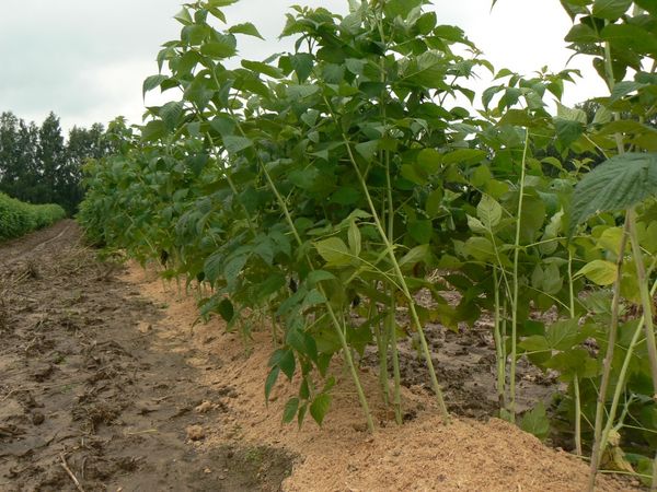  Durch das Mulchen von Himbeeren behalten Sie die Feuchtigkeit im Boden