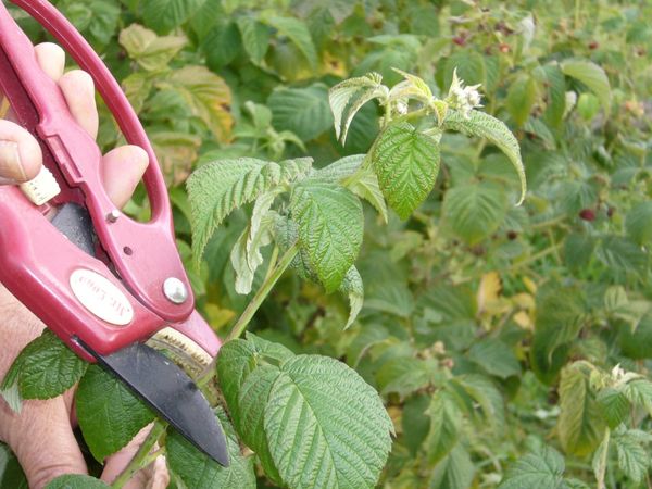  Élagage des pousses de framboises épaississant le buisson