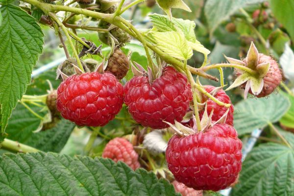  Herbst Himbeer Fütterung ist sehr wichtig für zukünftige Erträge.