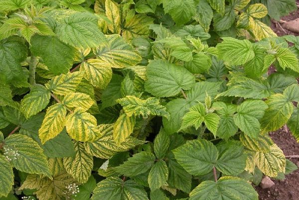  Les feuilles jaunes de framboise à nervures vertes parlent de carence en fer.