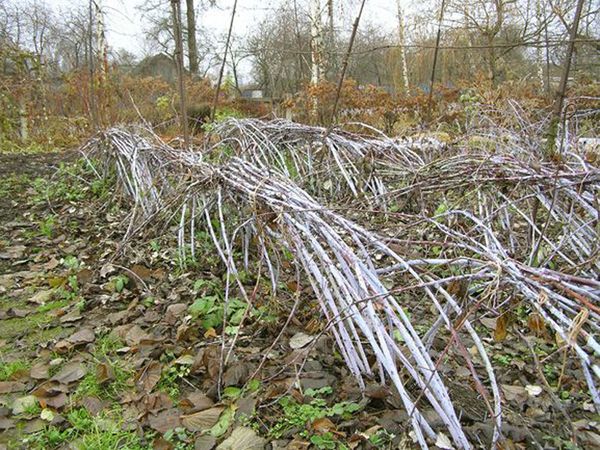  Himbeersträucher nach dem Winter vor dem Bücken