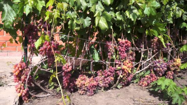  Raisins mûrs sur la vigne