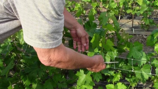  Vine Care Arcadia