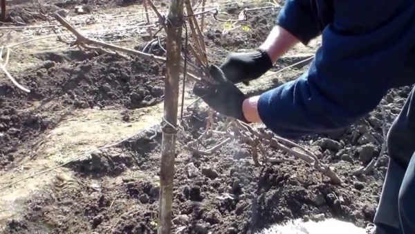  Travaux préparatoires avant l'abri des raisins pour l'hiver