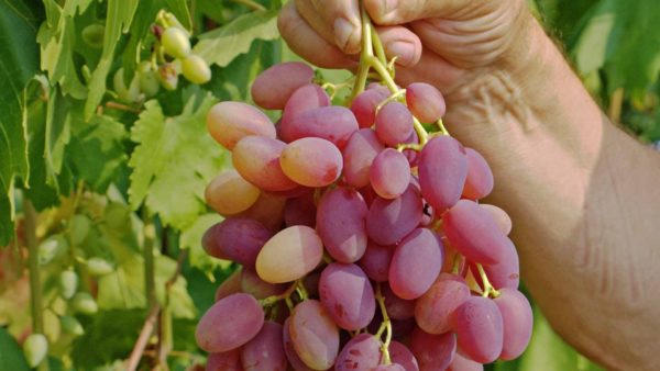  Une grappe de raisins anniversaire variétés Novocherkassk