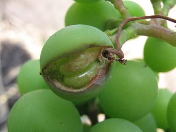  Alternaria auf den Beeren