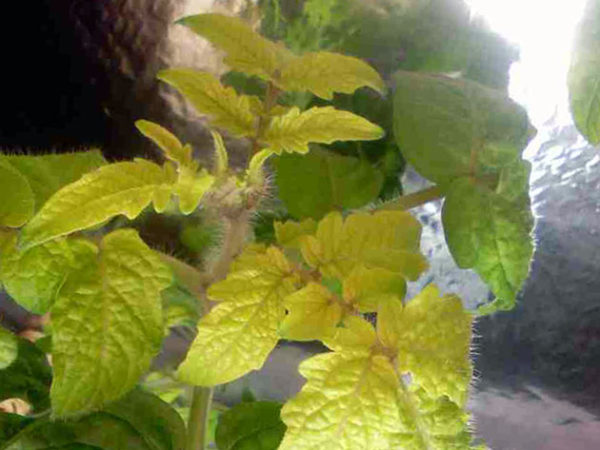  En raison d'un manque d'azote, les feuilles de la plante commencent à s'affaiblir et à jaunir.