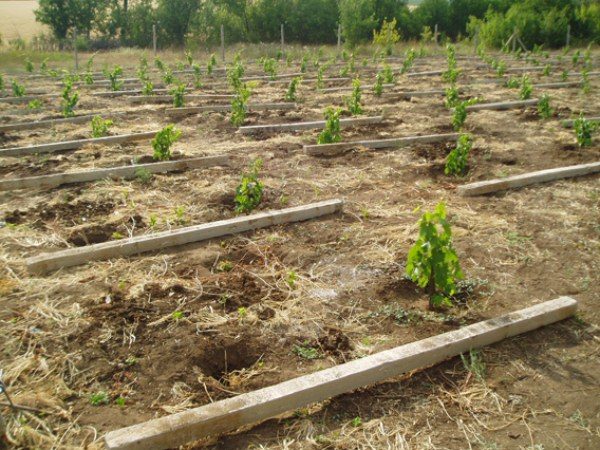  Planter des raisins Laura à l'échelle industrielle