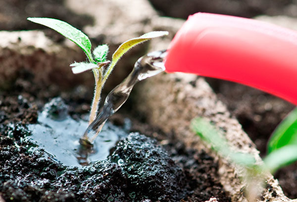  Pour la prévention des maladies des plantes arrosées avec une très faible solution d'ammoniac