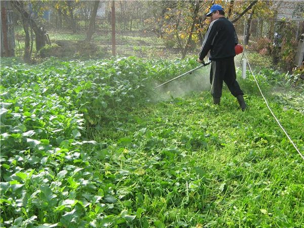  Tondre la moutarde jeune pour fertiliser le sol