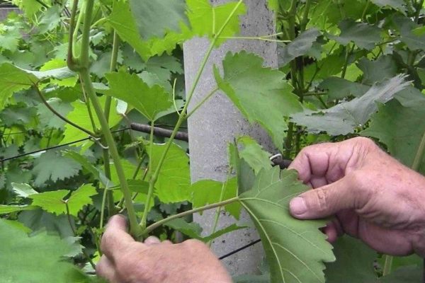  Le processus de chasse aux raisins