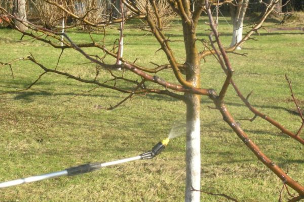  En plus des arbres, il est souhaitable de pulvériser les zones adjacentes