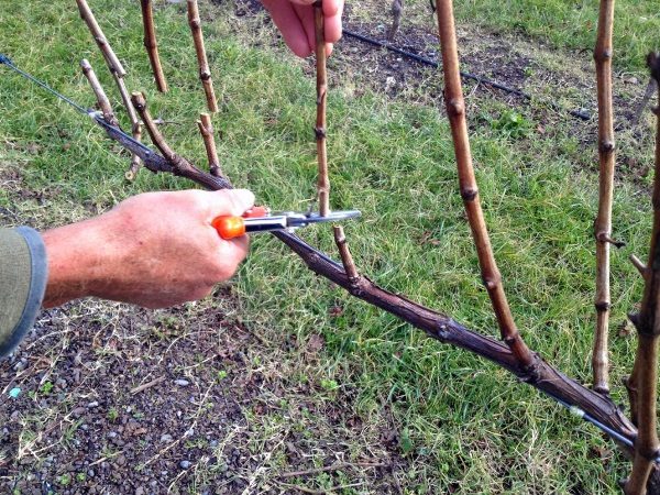  Zur Verbesserung der Reifung der Triebe und zur Verbesserung der Qualität der Veles-Weinlese mit Hilfe des Frühjahrsschnittes und der Normalisierung