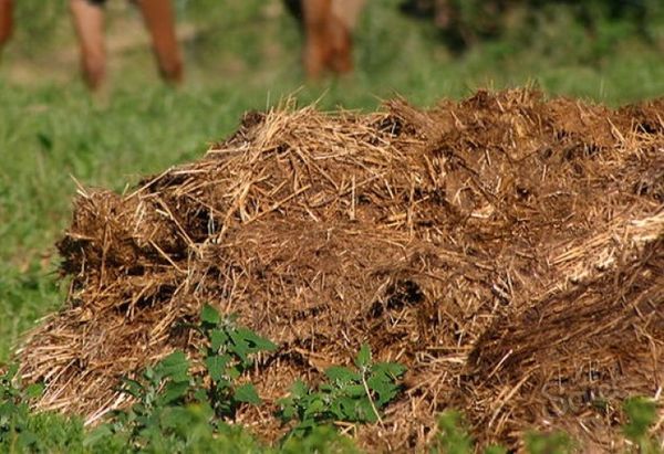  Le fumier de paille d'engrais augmente le rendement de fumier de 2 fois