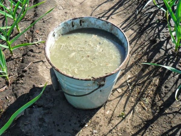  Bevor Sie Hühnermist machen, verdünnen Sie ihn unbedingt mit Wasser.