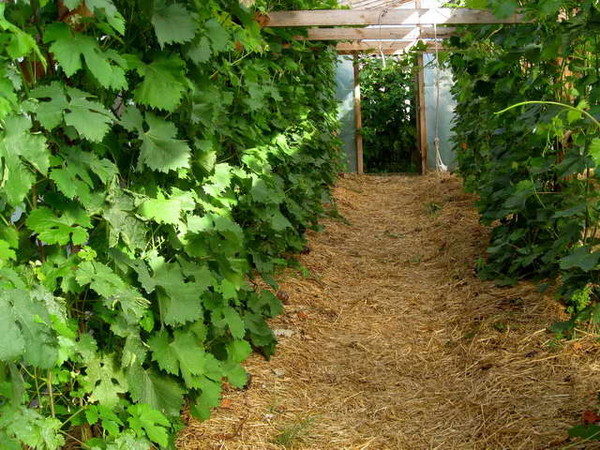  Utilisation de sciure de bois dans les serres