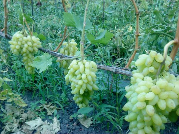  Raisin, baies, siècle, gros plan, vigne