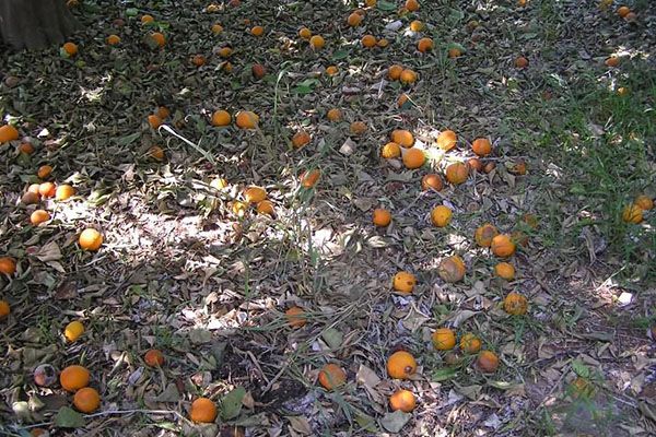  In der natürlichen Umgebung kompensieren die abgefallenen Blätter und Früchte den Mangel an Nährstoffen.