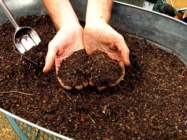  Tourbe - un des remèdes populaires pour nourrir les abricots