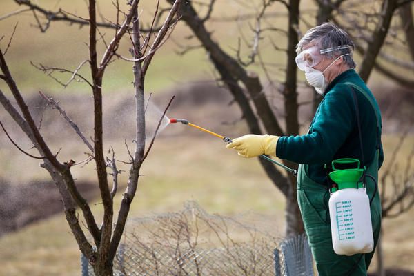  Nourrir les poires en automne