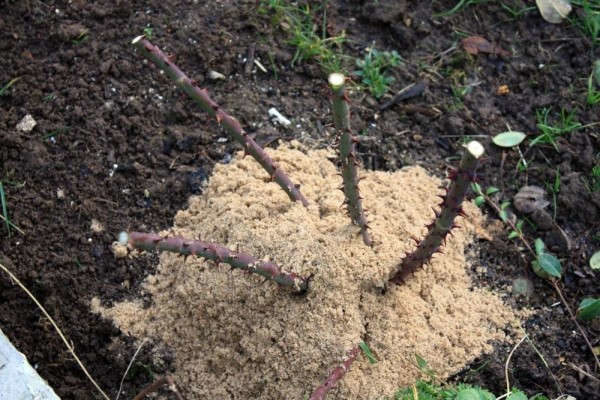  Rosenbüsche bestreuten den Winter mit Sägemehl