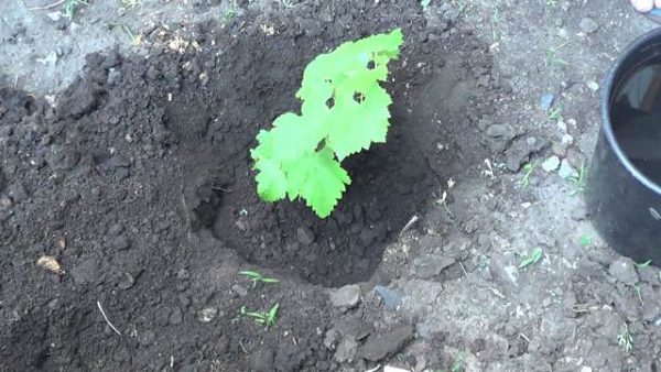  Pflanzung von Trauben Sämlinge Rahmen