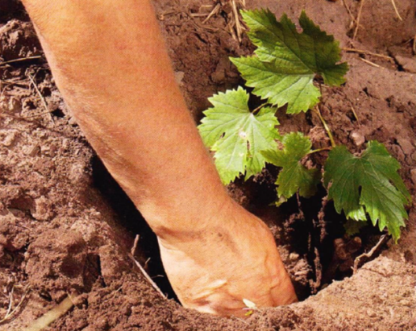  Les raisins monarques sont très thermophiles et, pour une maturation rapide et suffisante des baies, ils ont besoin de la lumière du soleil.