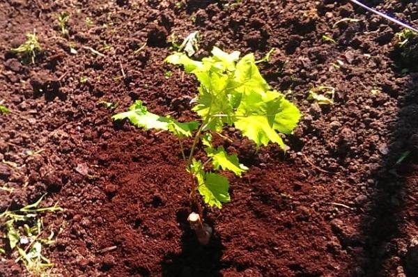  Avant la plantation, un semis de la variété Jupiter doit être maintenu dans l’eau pendant plusieurs jours afin qu’il capte la quantité d’humidité requise.