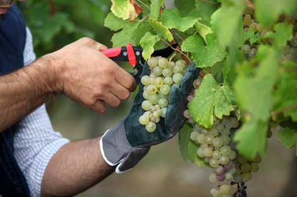  Pflege der Chardonnay-Trauben