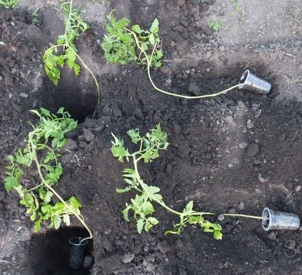  Comment planter des plants de tomates envahis