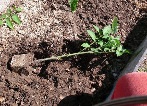  Les semis fortement envahis doivent être plantés en position couchée.