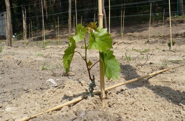  Planter des raisins en automne