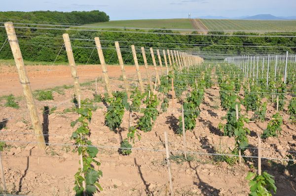  La distance entre les arbustes est de 2,5 mètres minimum