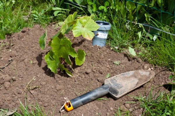  Après avoir planté un plant de raisin, vous devez le verser une fois avec beaucoup d’eau.