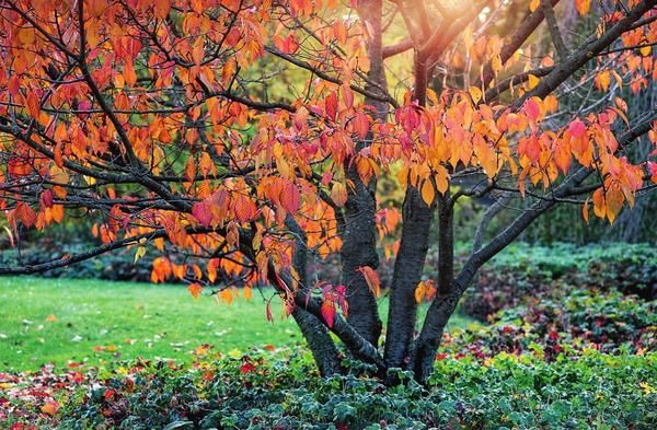  Pflaume im Herbst