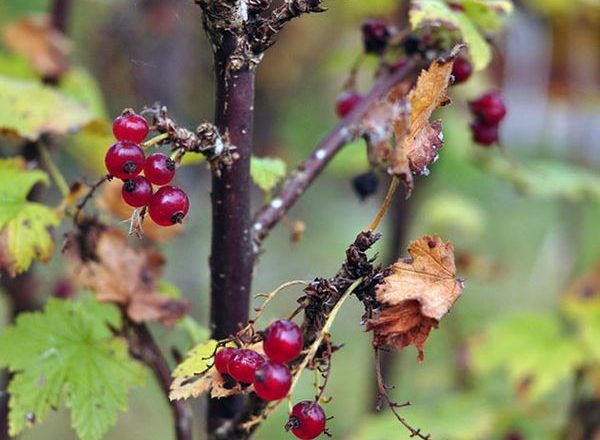  Pflege für Johannisbeeren im Herbst