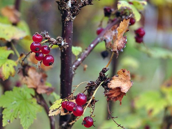  Pflege für Johannisbeeren im Herbst