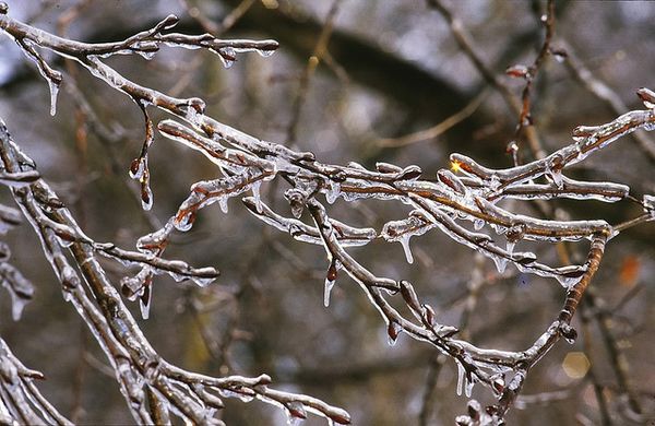  Herbstpflaster ist notwendig, damit die Pflaume den Winter gut übersteht.