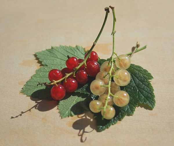  Rote und weiße Johannisbeeren benötigen keine häufige Verjüngung