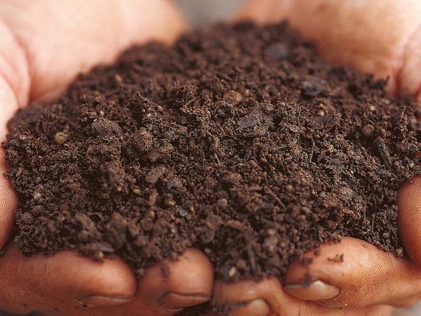  Vogelkot kann mit Humus oder Torf vermischt werden