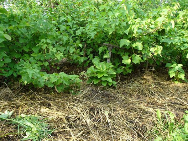  Gründünger reichern den Boden um die Johannisbeeren mit Nährstoffen an