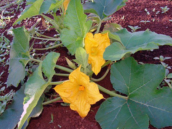  Arroser la citrouille pendant la floraison est particulièrement important: l'humidité est nécessaire à la formation d'inflorescences femelles