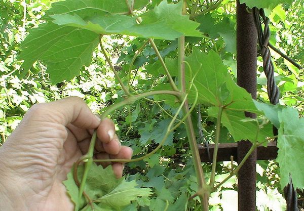  Avec la bonne greffe, les raisins sont restaurés au cours de l'année.