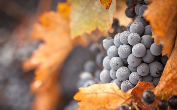  Top dressing de raisins à l'automne