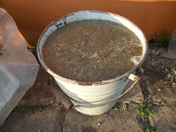  La solution d'excréments de poulet est un aliment racine populaire.