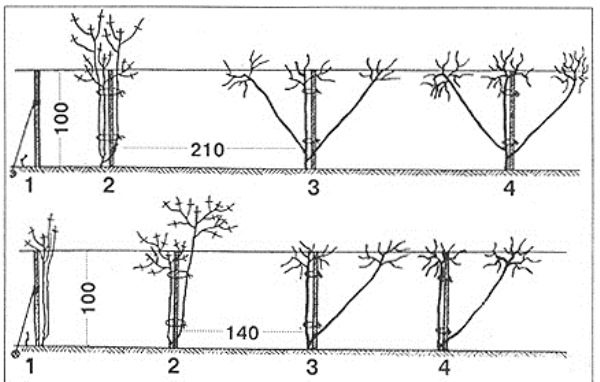  Schéma plantant des raisins Anyuta